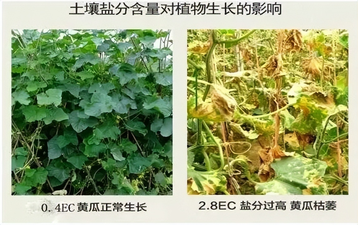 土壤鹽分含量對(duì)植物生長(zhǎng)的影響